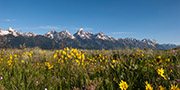 Teton Flowers